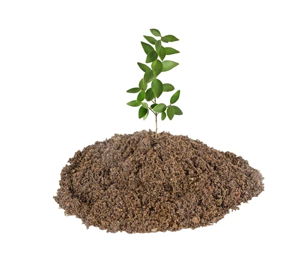 Sapling — Stock Photo, Image