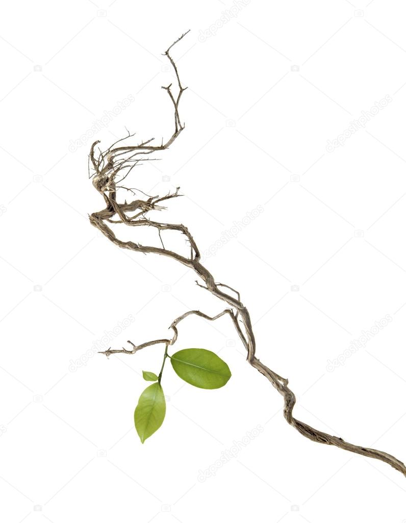 Dry branch with new leaf