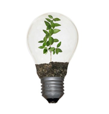 filaman olarak bir bitki ile akkor ampul