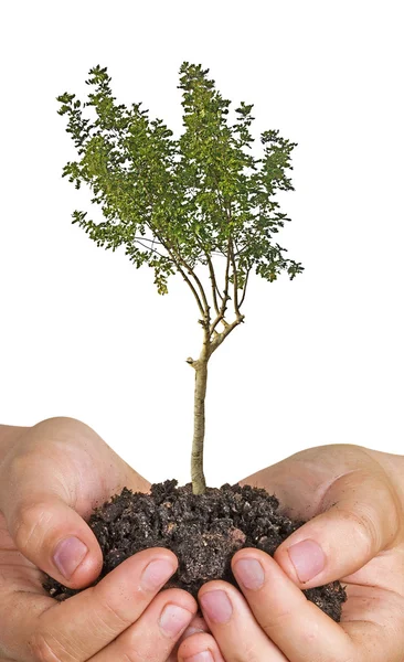 Árbol en las manos — Foto de Stock