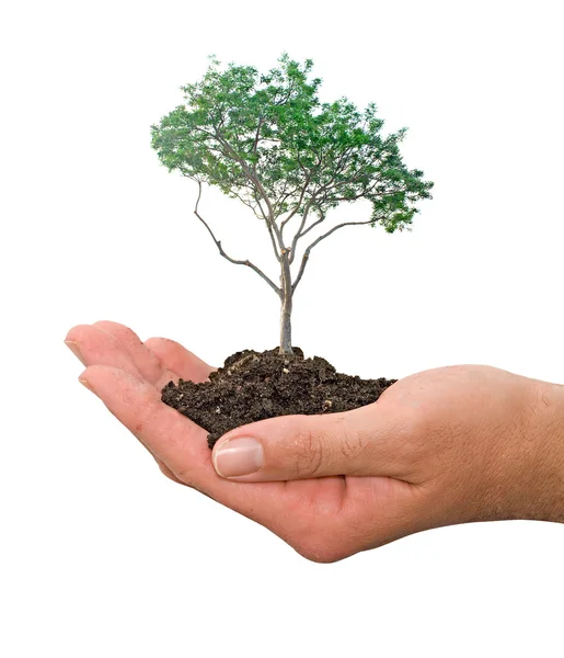 Tree in hands — Stock Photo, Image