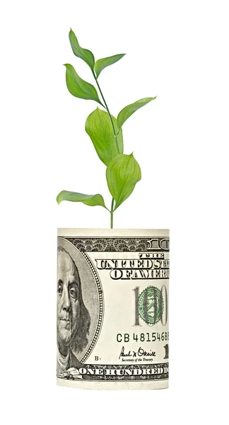 Sapling crescendo a partir de nota de dólar — Fotografia de Stock