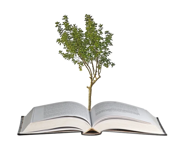 Baum wächst aus offenem Buch — Stockfoto