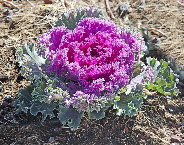 Decorative cabbage — Stock Photo, Image