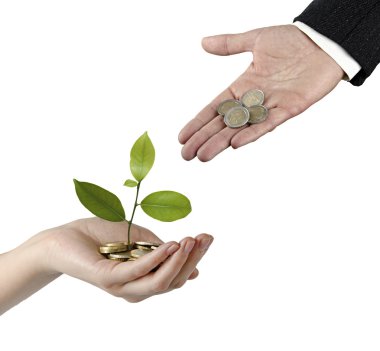 narenciye fidan sikke yığını büyüyen