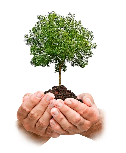 Tree in hands — Stock Photo, Image