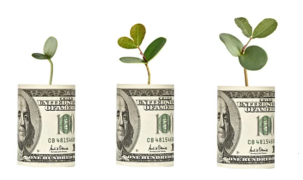 Taimet kasvavat dollarin setelistä — kuvapankkivalokuva