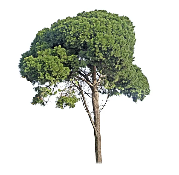 Árbol de pino — Foto de Stock