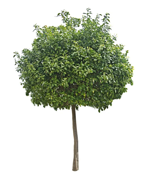 Citrus tree — Stock Photo, Image