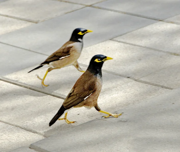 Twee vogels — Stockfoto