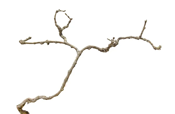 Dry branch — Stock Photo, Image