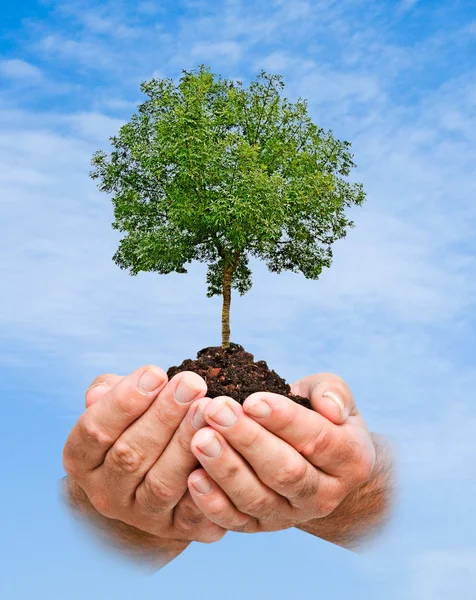 Árbol en las manos — Foto de Stock