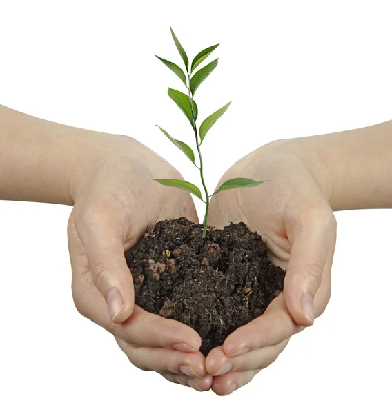 Plant in hands — Stock Photo, Image