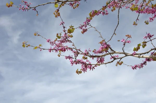 Ramo con fiori — Foto Stock