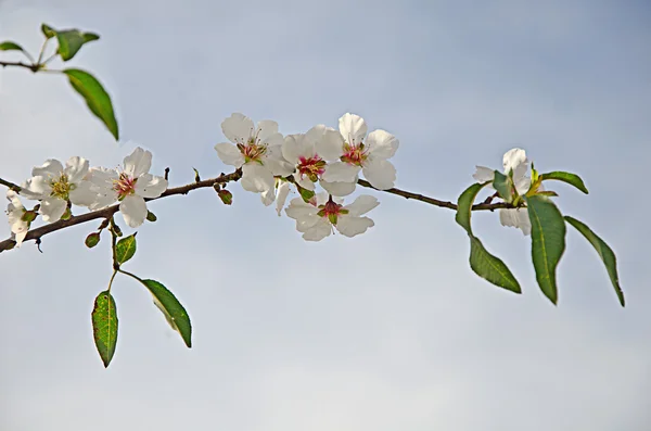 花のある枝 — ストック写真