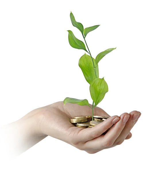 Investing to green business — Stock Photo, Image