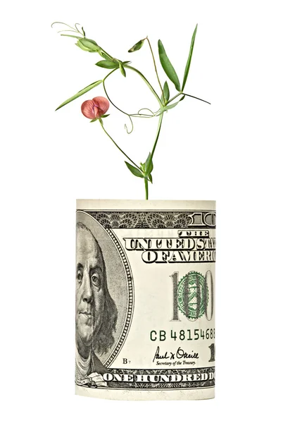 Flower growing from dollar bill — Stock Photo, Image
