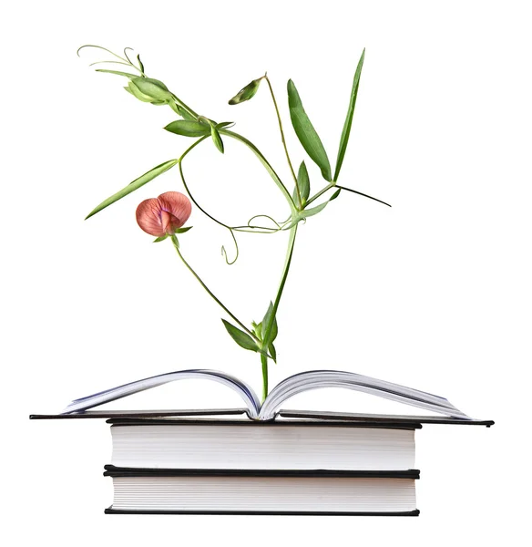 Blume wächst aus offenem Buch — Stockfoto