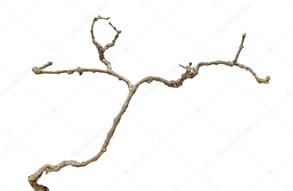 Dry branch