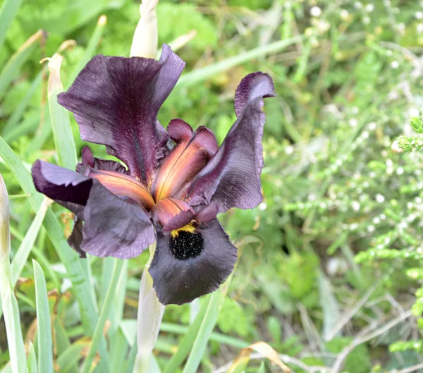 Paarse iris op Israël — Stockfoto