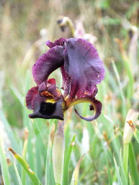 Paarse iris op Israël — Stockfoto