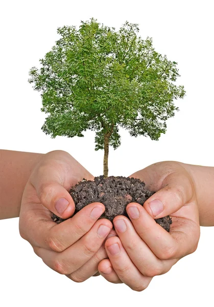 Árbol en las manos — Foto de Stock