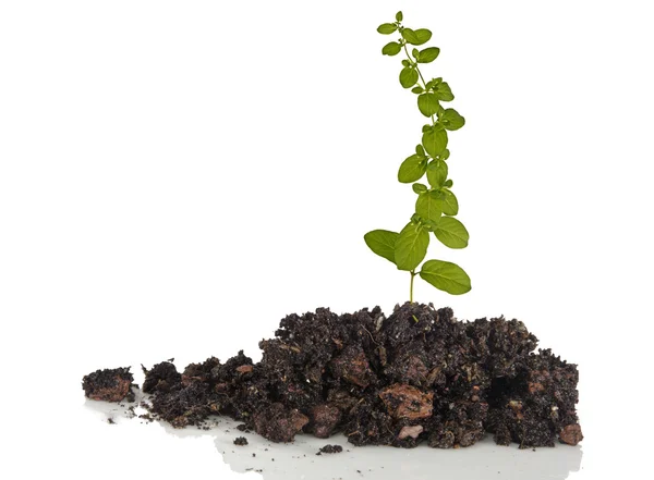 Plant in soil — Stock Photo, Image
