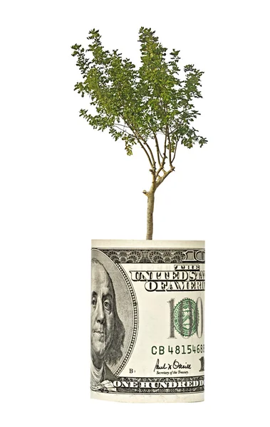 Albero che cresce dalla banconota dollaro — Foto Stock