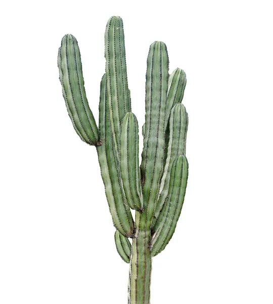 Cactus — Photo