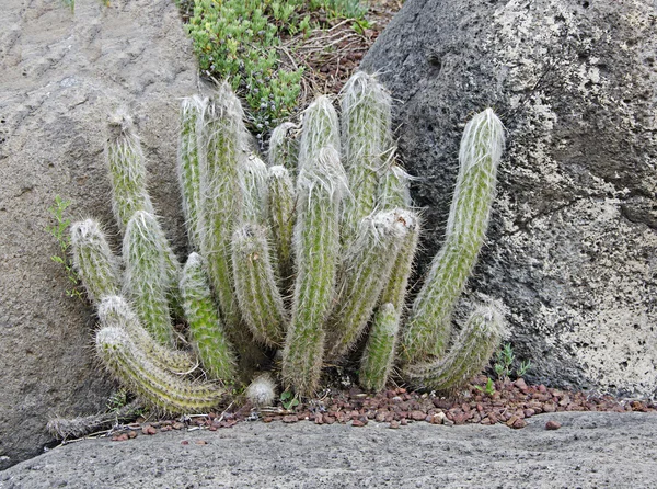 Cactos — Fotografia de Stock