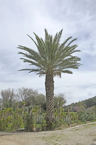 Garden at Tel-Aviv — Stock Photo, Image