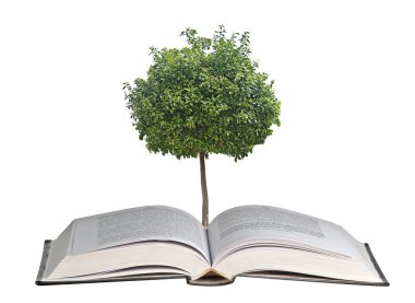 narenciye ağacı büyüyen açık kitap