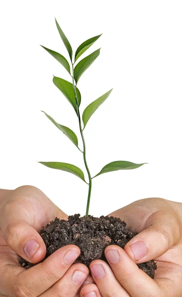 Plant in hands — Stock Photo, Image