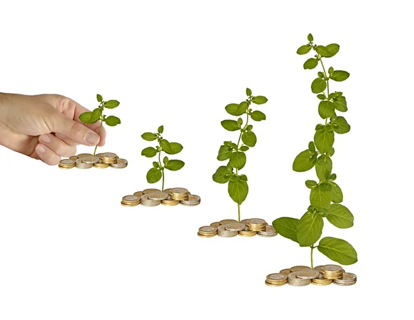 Saplings growing from coins — Stock Photo, Image