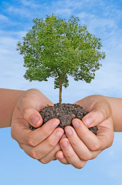 Baum in den Händen — Stockfoto