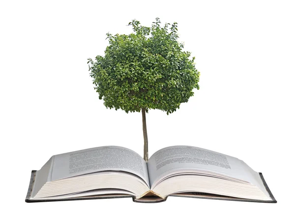 Цитрусовое дерево, растущее из открытой книги — стоковое фото