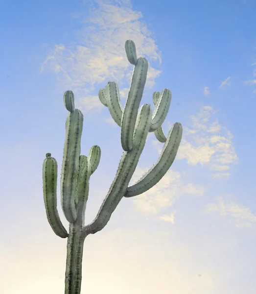 Cacto — Fotografia de Stock