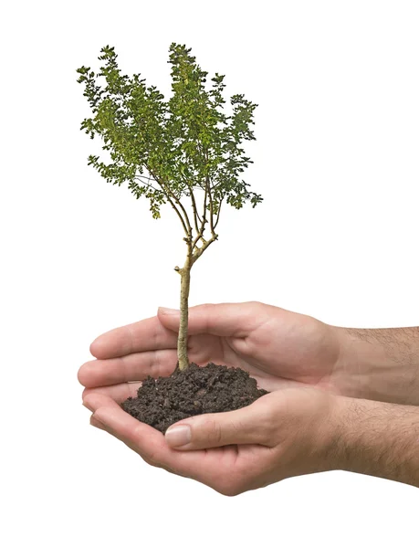 Baum in den Händen — Stockfoto