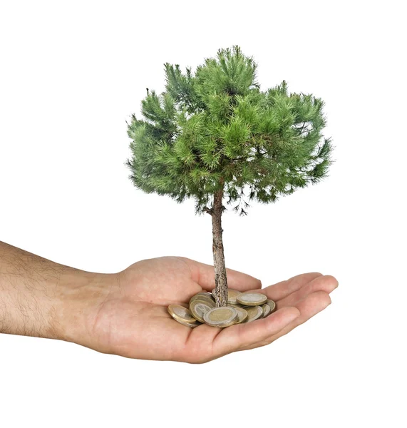 Pine tree in hand — Stock Photo, Image