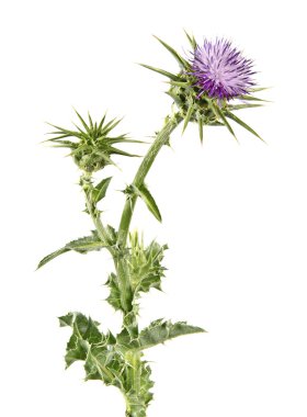 Çiçekli mızrak devedikeni (Cirsium vulgare)