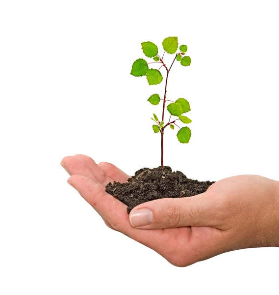 Árbol en mano — Foto de Stock