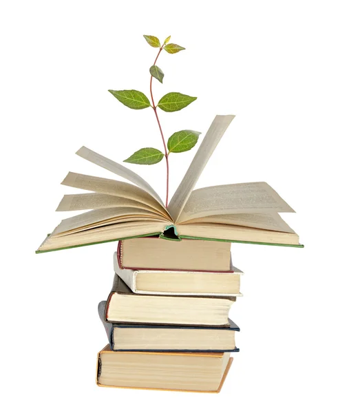 Sapling growing from book — Stock Photo, Image