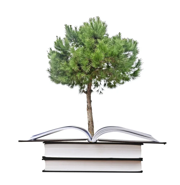 Pine tree growing from book — Stock Photo, Image