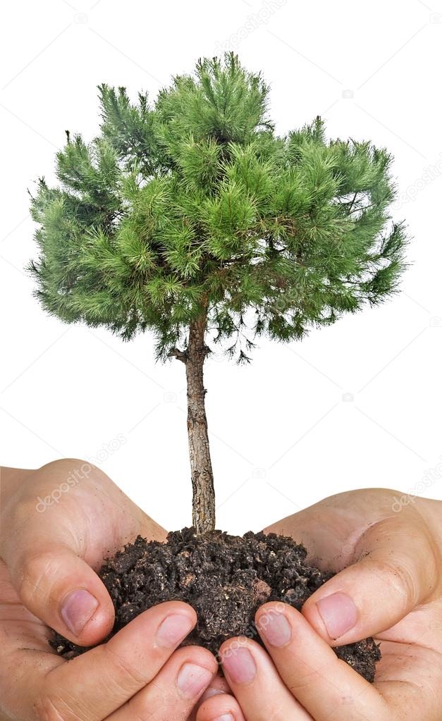 Pine tree in hands