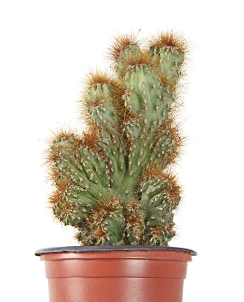 Cactus — Stockfoto