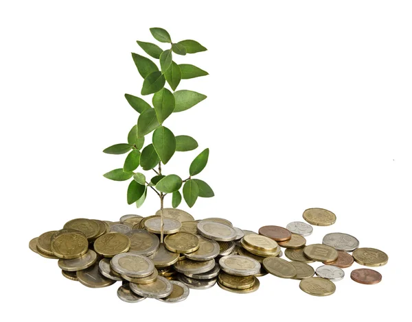 Sapling growing from coins — Stock Photo, Image