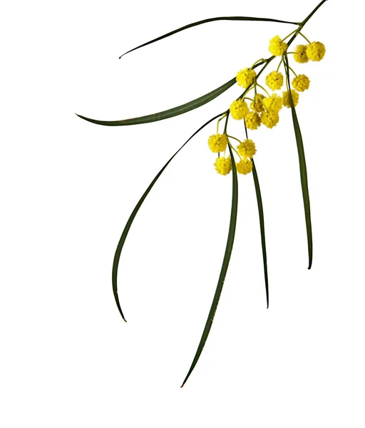 아카시아 saligna — 스톡 사진