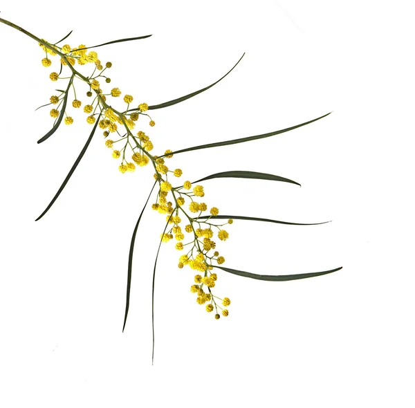 Acacia saligna — Stock Photo, Image