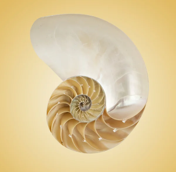 Coquille du Nautilus — Photo