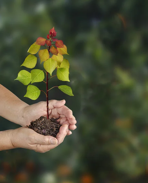 Sapling em mãos — Fotografia de Stock